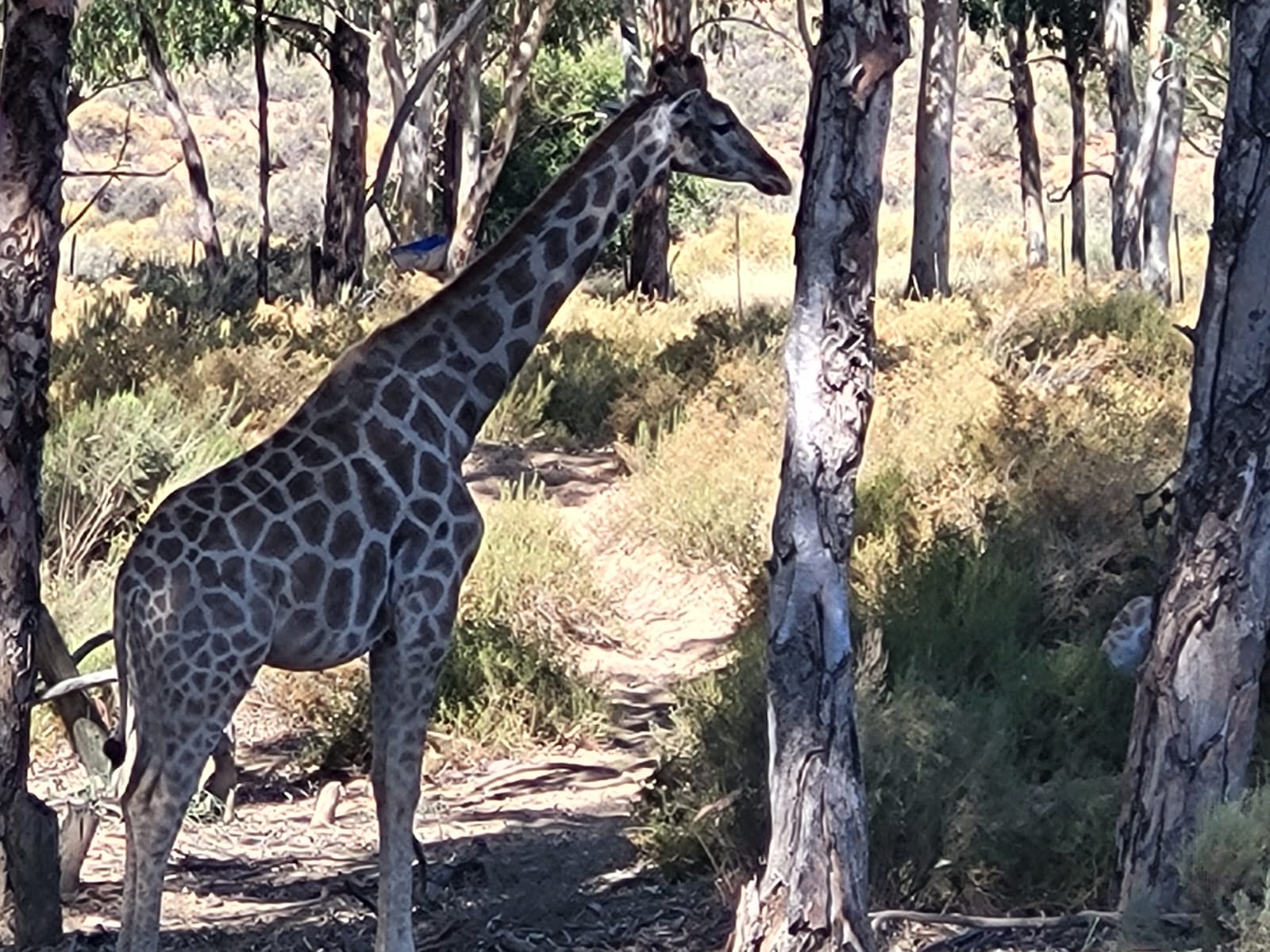 Aquila Game Reserve - Safari 49